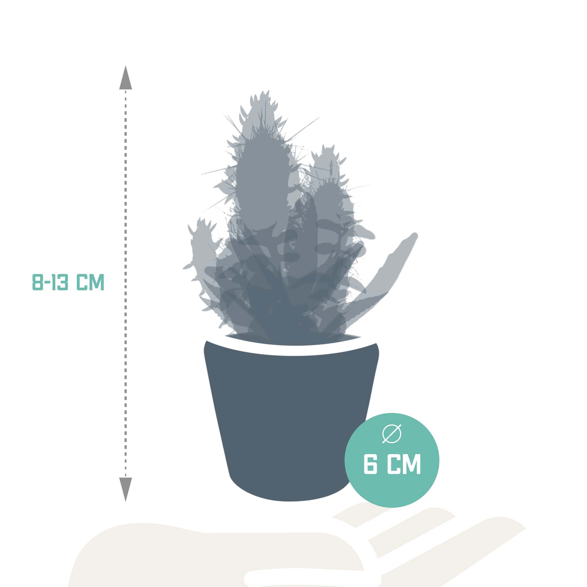 Mix di cactus e piante grasse 5,5 cm | 15 pezzi - in vaso messicano