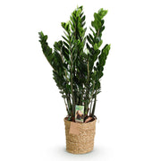Zamioculcas - ZZ-plant - met mand - Pot 21cm - Hoogte 80-90cm