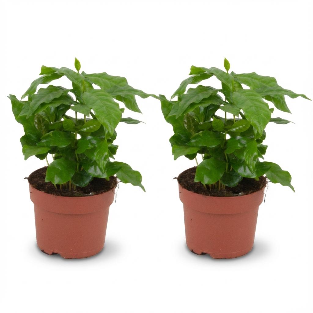 Coffea Arabica Koffieplant - 2x - Ø 12 cm - Hoogte: 25 cm