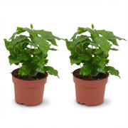 Coffea Arabica Koffieplant - 2x - Ø 12 cm - Hoogte: 25 cm