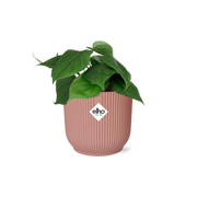 Philodendron Scandens in ELHO Vibes Fold 14cm rosa