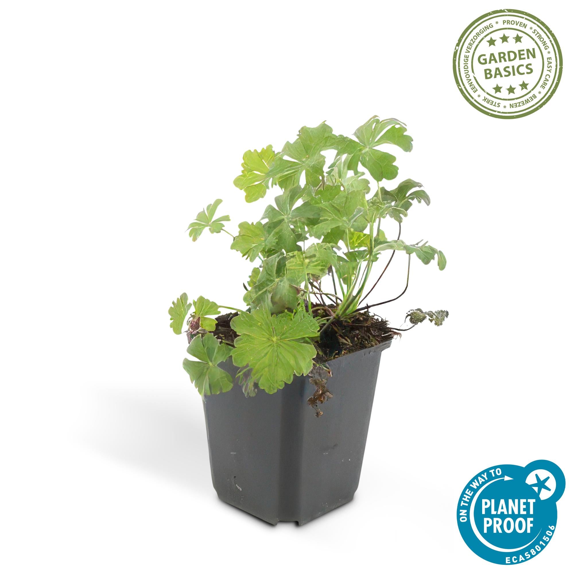 24x Geranium cant. 'Biokovo' - ↕10-25cm - Ø9cm