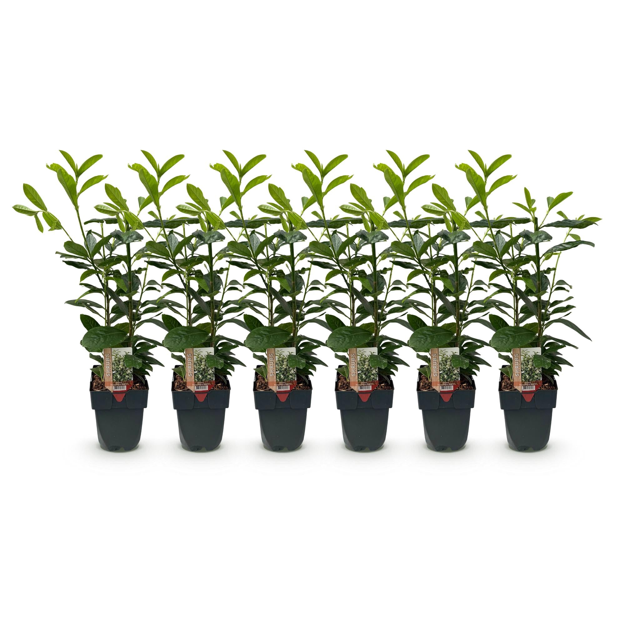 Green boutiQ – Heckenpflanzen – Prunus laurocerasus Novita – grünblättrig – 6 Pflanzen – 1 laufender Meter – immergrün – Topf 17 cm, Höhe 50 cm