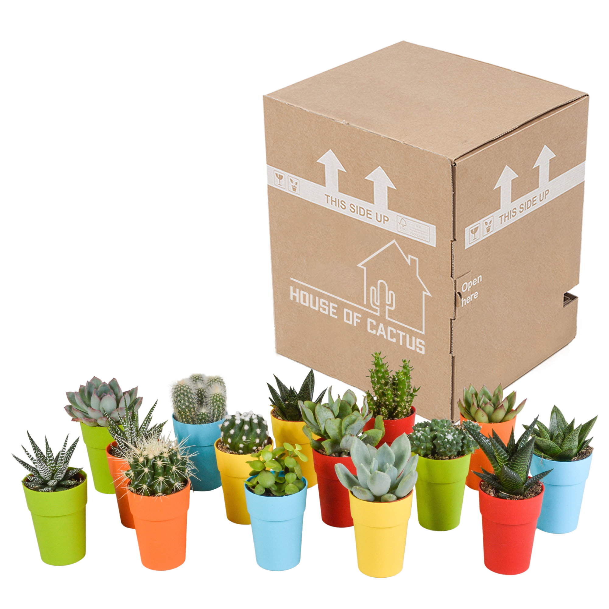 Cactus and succulent mix 5.5 cm | 15 pieces - in a colored plastic pot