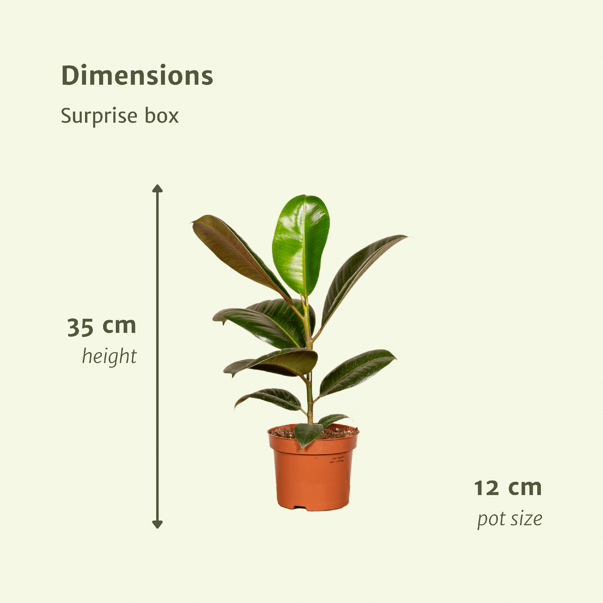 Überraschungsbox – Ø 12 cm – ↕ 25 cm – 6 Stück