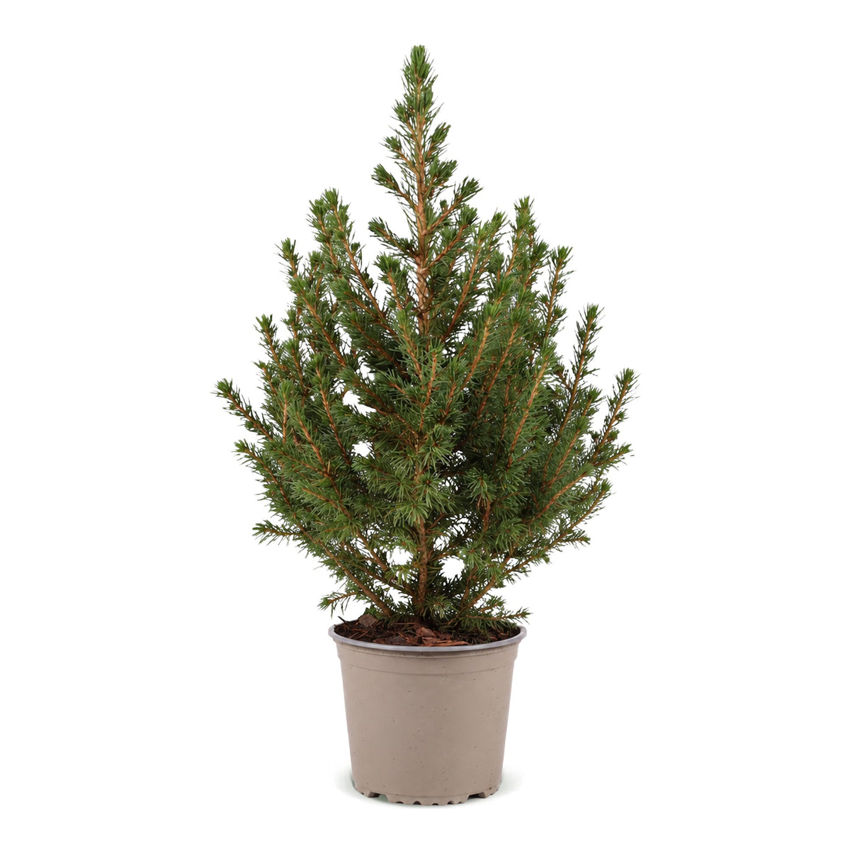 Picea glauca Conica - Kegelspar - Groen - Kerstboom - Ø13cm - ↕45cm