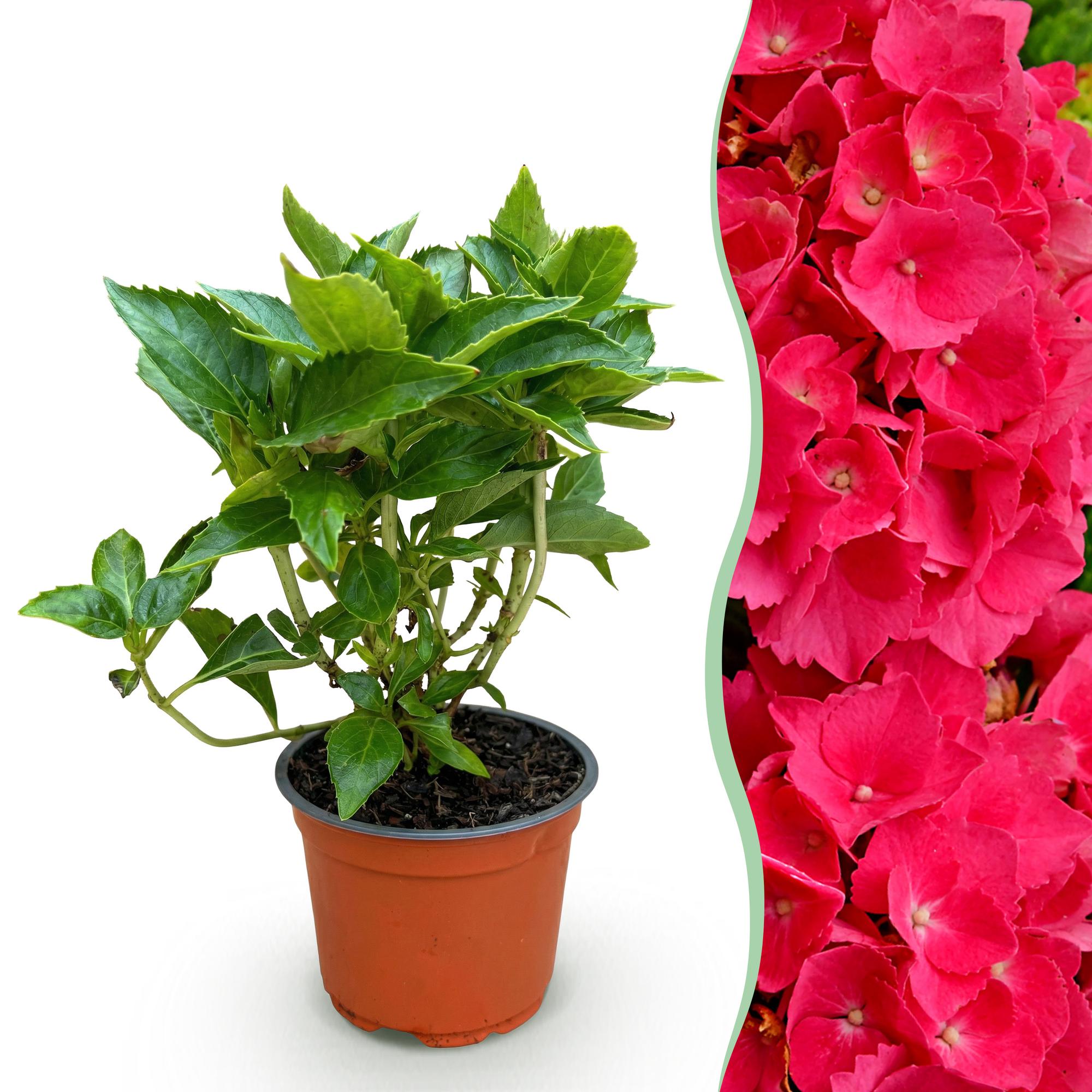 Hydrangea macrophylla Rood - Hortensia - Winterhard - Rood - 1 Plant - Pot 12cm - Hoogte Hoogte 20-30cm