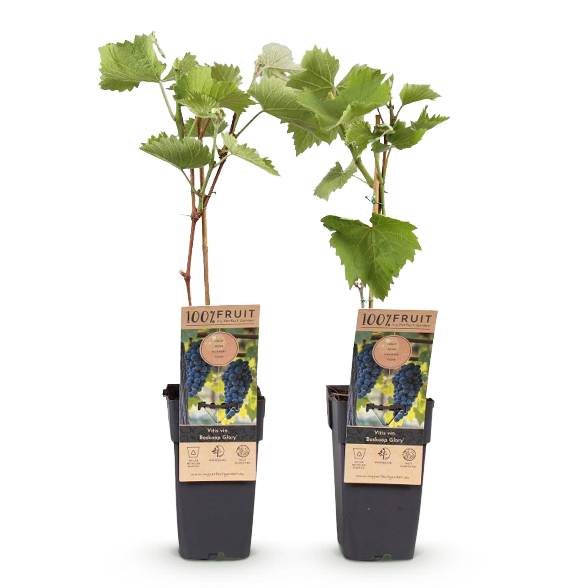 Green boutiQ - Pianta da frutto - Uva blu - Vitis vinifera Boskoop Glory - 2 piante - Vaso 15 cm Altezza 50 cm