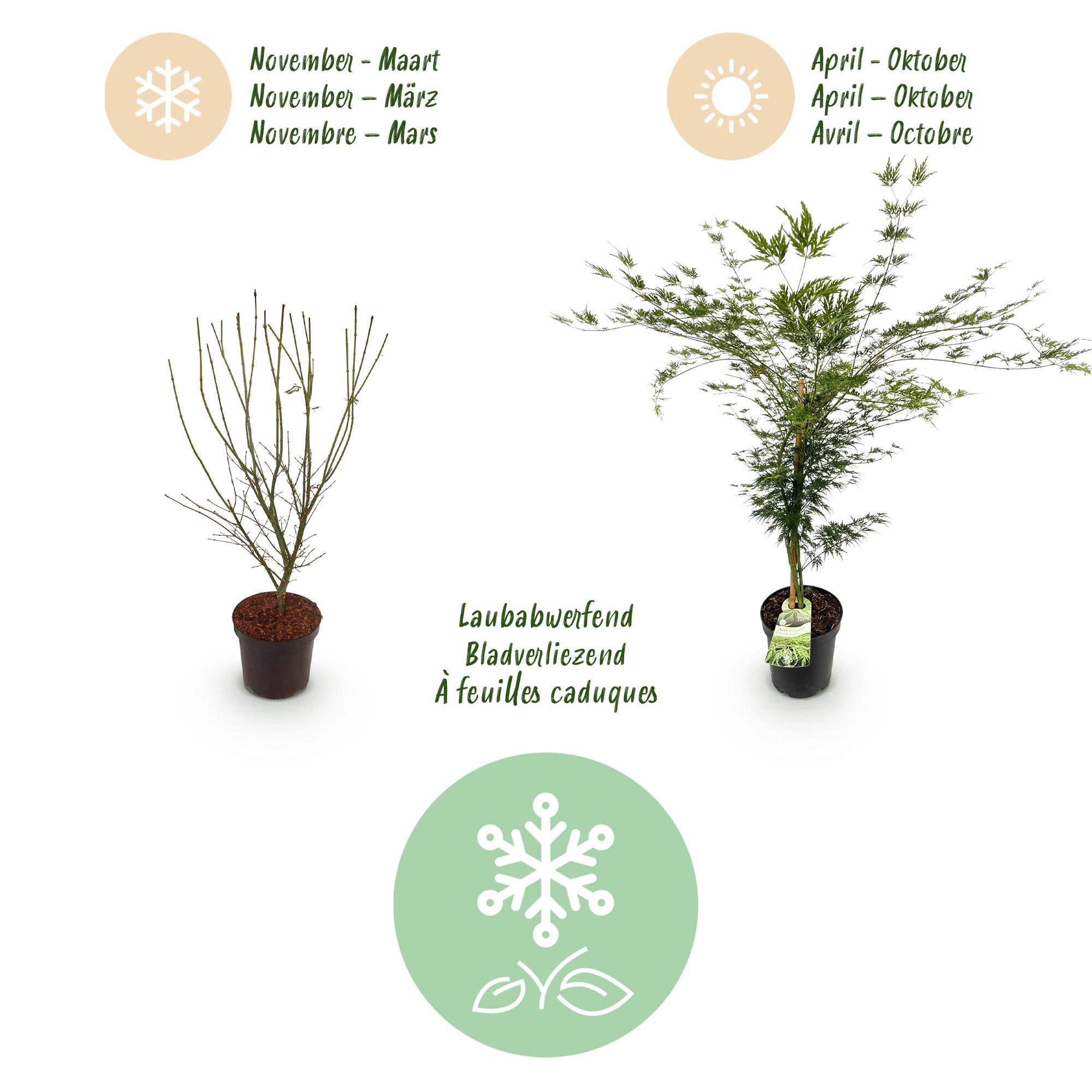 Acer palmatum Emerald Lace - Japanse Esdoorn - Bladverliezend - Groen - 1 - Pot 26cm - Hoogte 90cm