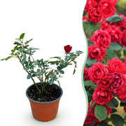 Rosa Rote The Fairy - Roos - Winterhard - Rood - 1 Plant - Pot 12cm - Hoogte Hoogte 20-25cm