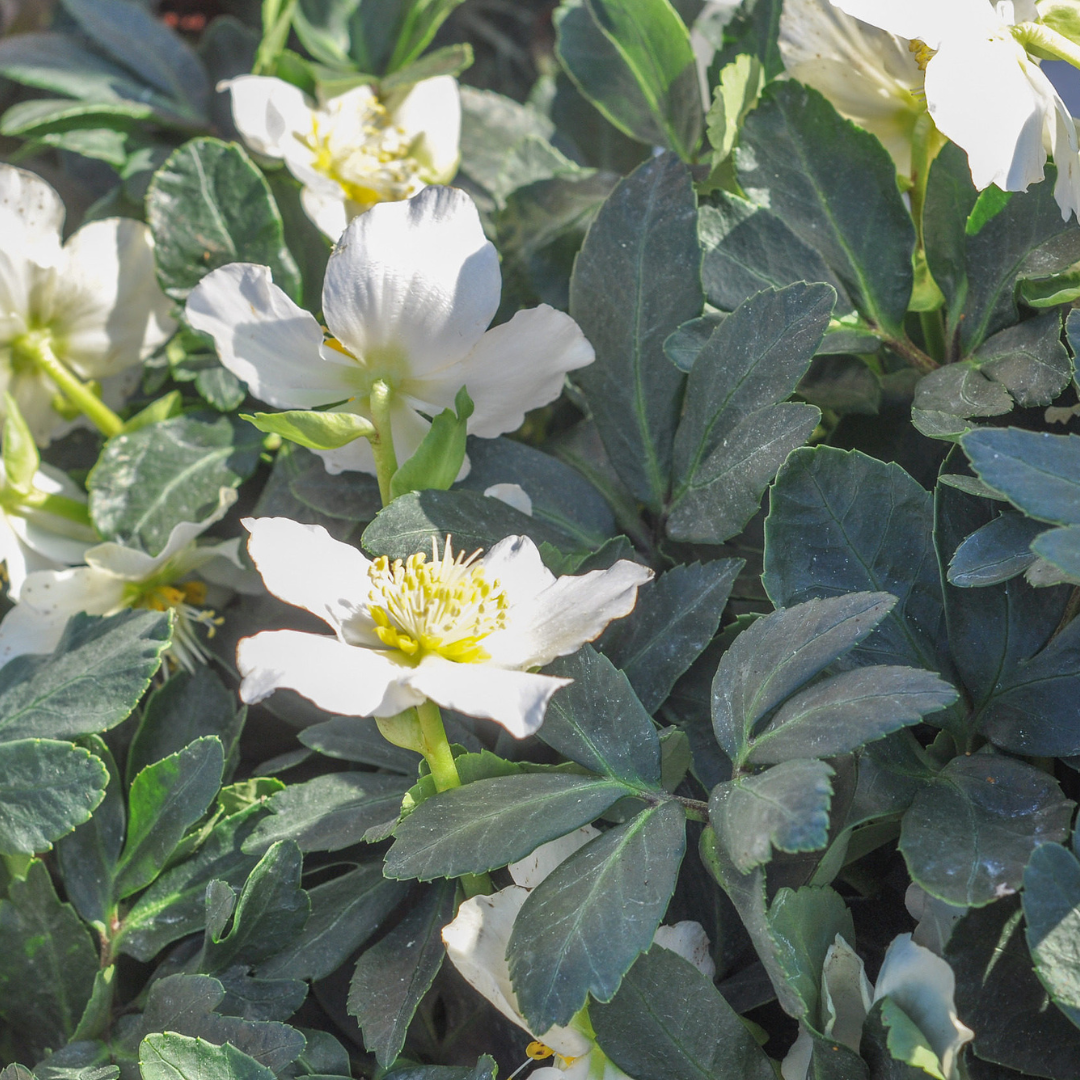 24x Helleborus niger - ↕10-25cm - Ø9cm