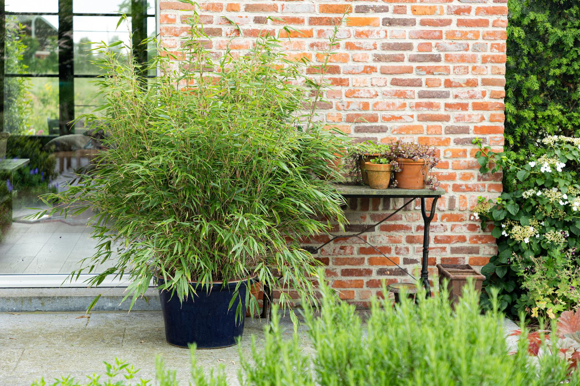 Fargesia scabrida Asian Wonder - Niet Woekerende Bamboe - Bladhoudend - Groen - 2 Planten - Pot 23 cm - Hoogte 80 cm