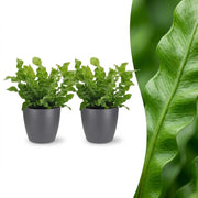 Asplenium Crispy Wave - 2x - met Potter Grijs - Pot 12cm - Hoogte - 30cm