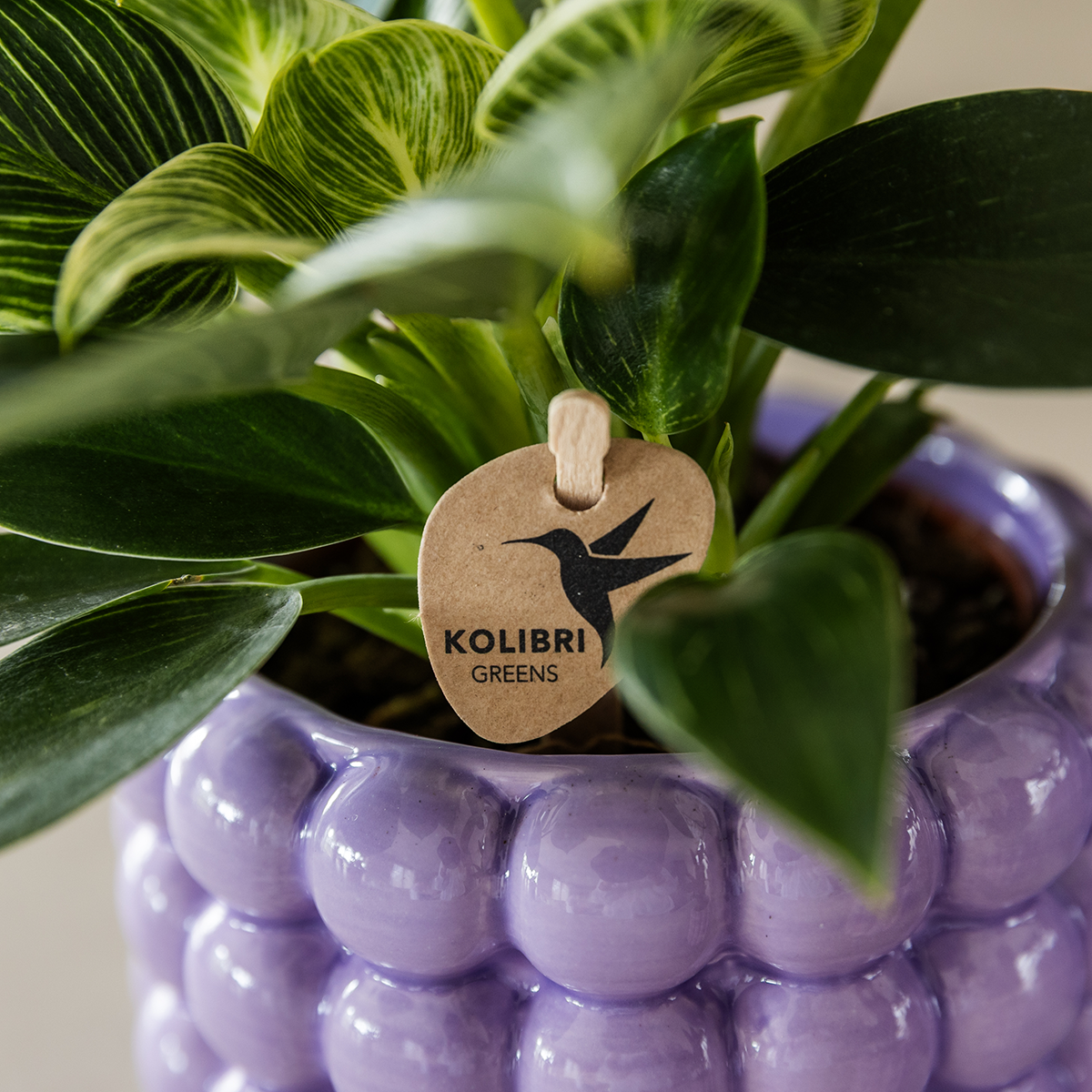 Kolibri Home | Dekorativer Mohnblumentopf – Lila – Ø 9 cm