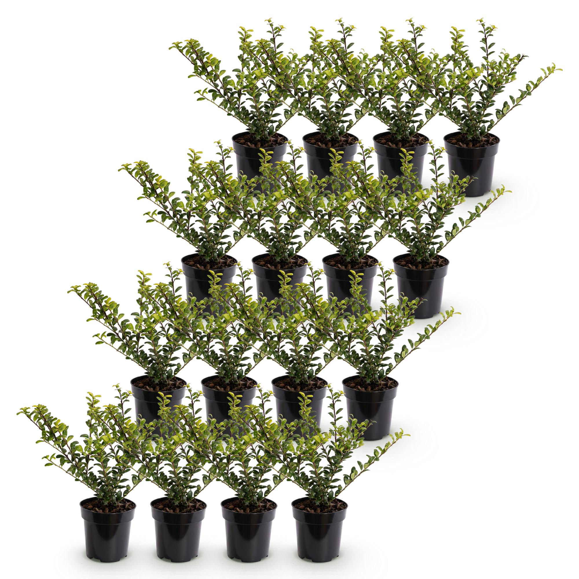 Ilex crenata Golden Gem - 16x Japanse Hulst - Haagplanten - Groenblijvend - Geel - Pot 9cm - Hoogte 20-30cm