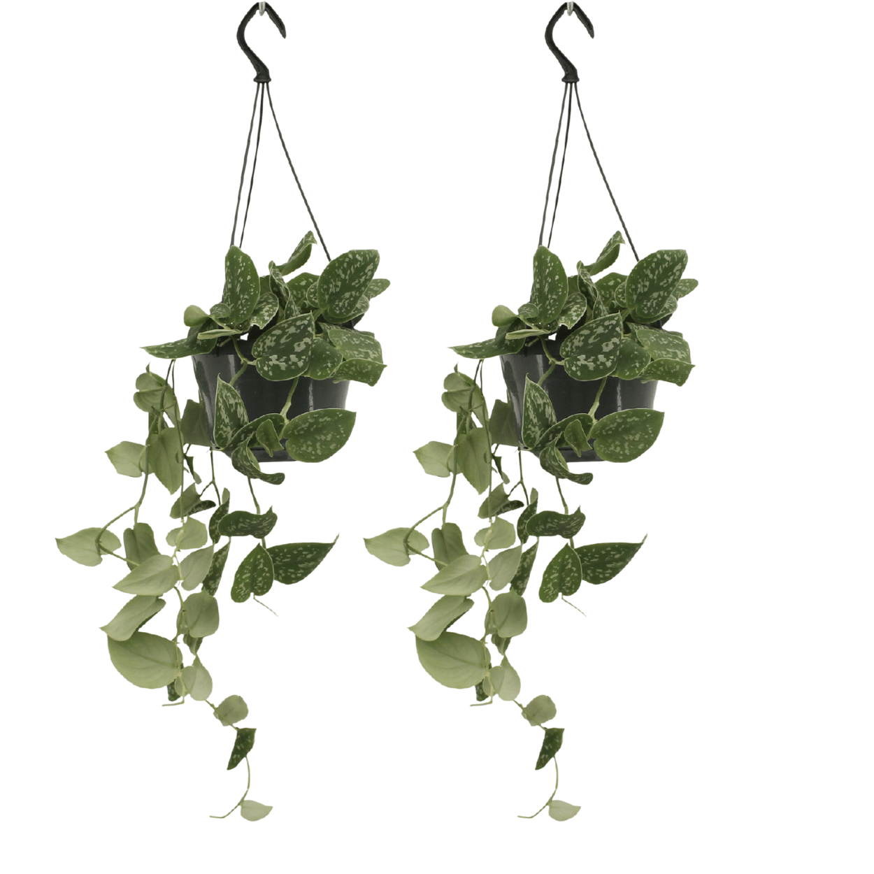 Scindapsus Pictus (Epipremnum) - 2 pezzi - Ø15cm - ↕20cm