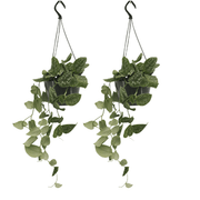 Scindapsus Pictus (Epipremnum) - 2 pezzi - Ø15cm - ↕20cm