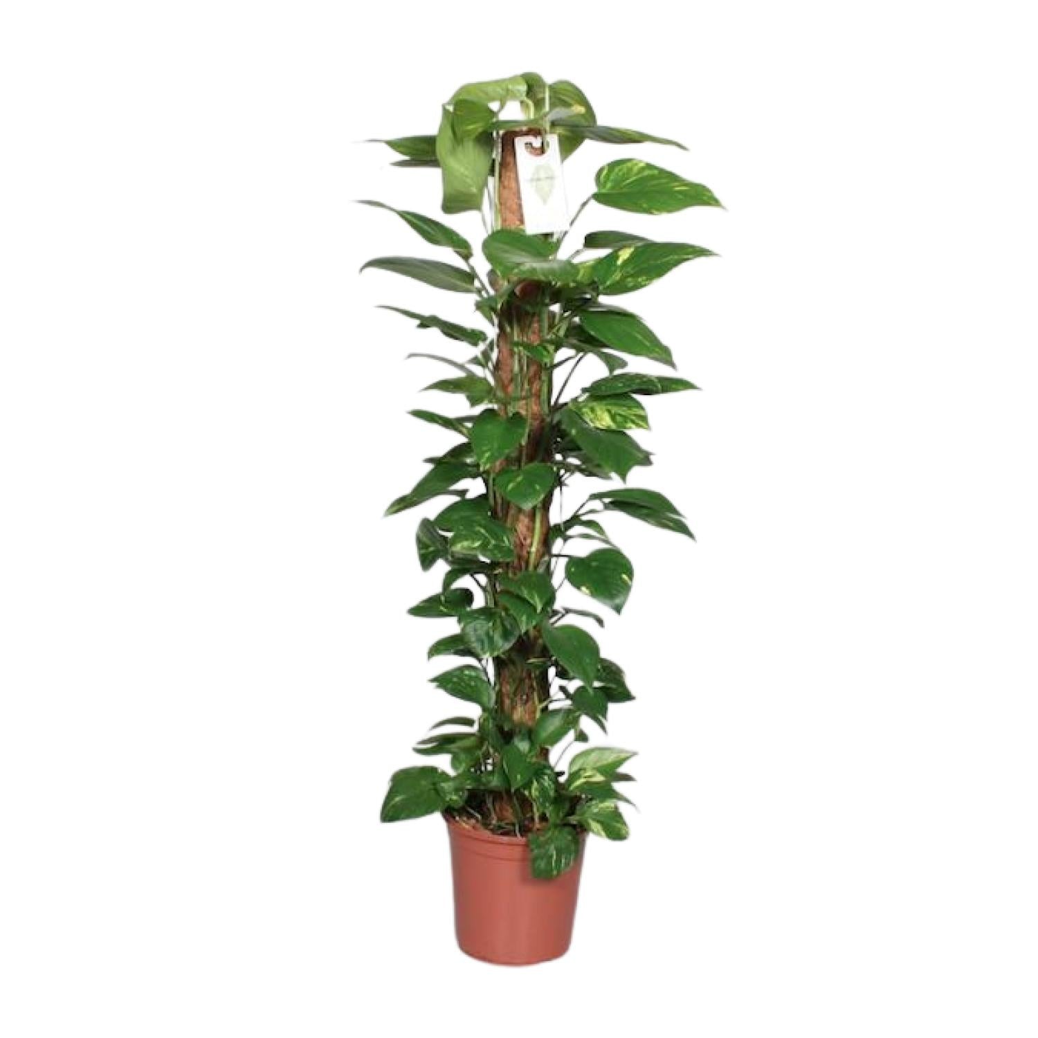 Epipremnum Pinnatum Mosstok Scindapsus - Ø24cm - ↕120cm