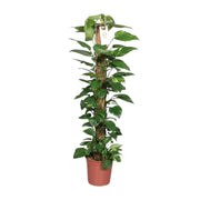 Epipremnum Pinnatum Mosstok Scindapsus - Ø24cm - ↕120cm