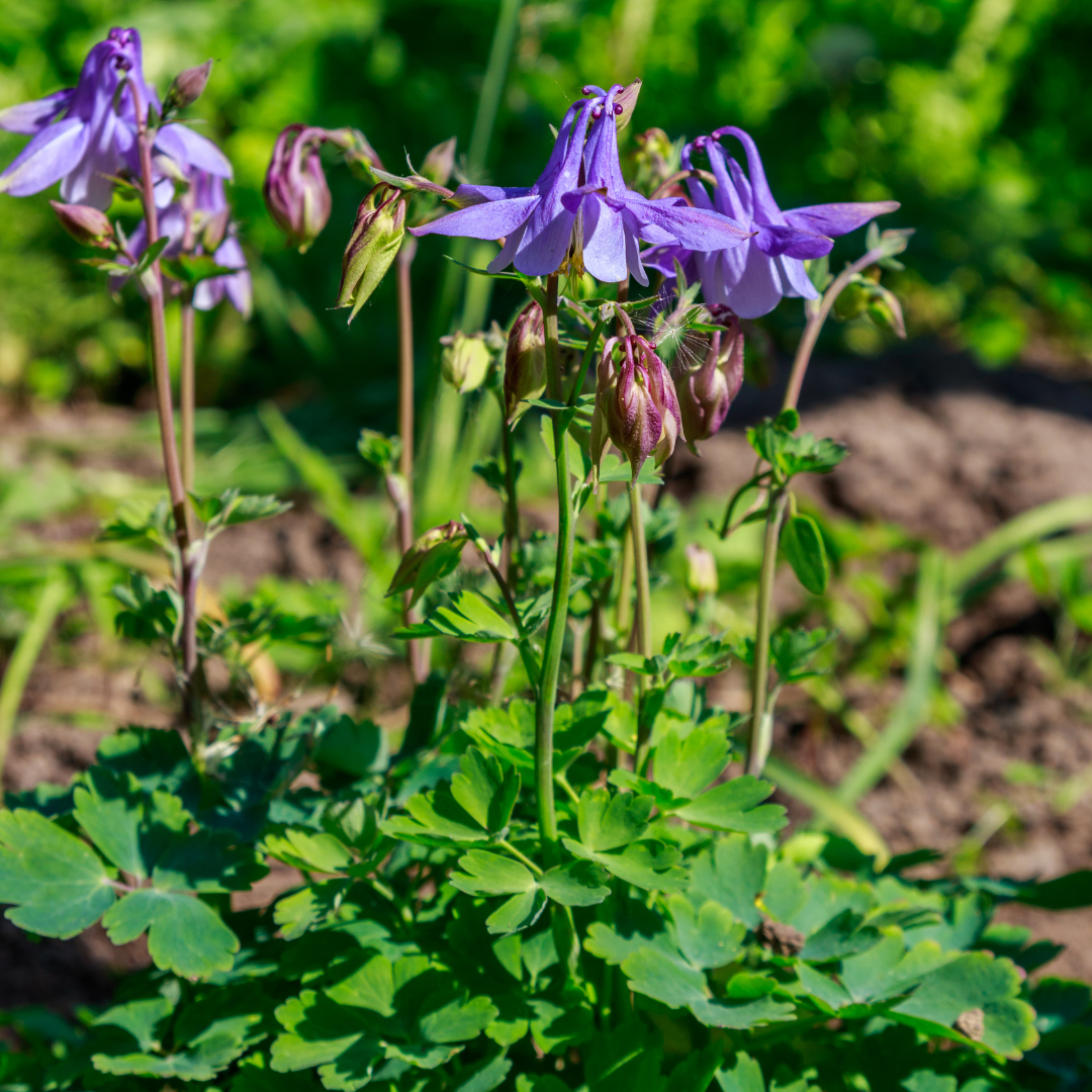 12x Aquilegia vulgaris - ↕10-25cm - Ø9cm