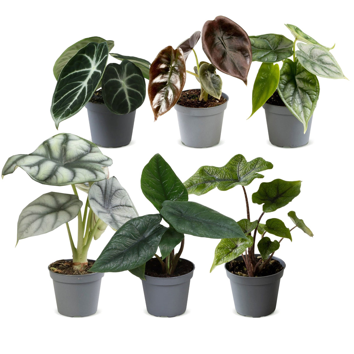Baby Alocasia Familie 6x- Rood - Groen - Zwart - Zilver - Grijs - Tropisch - Ø6cm - ↕12cm