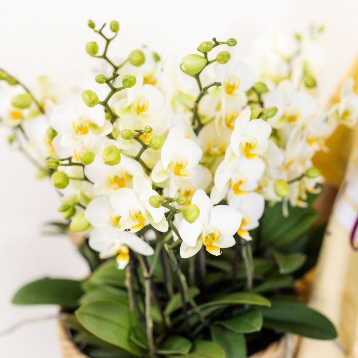 Kolibri Orchids | Biały bukiet Mono Blossom Lausanne w wiklinowym koszu