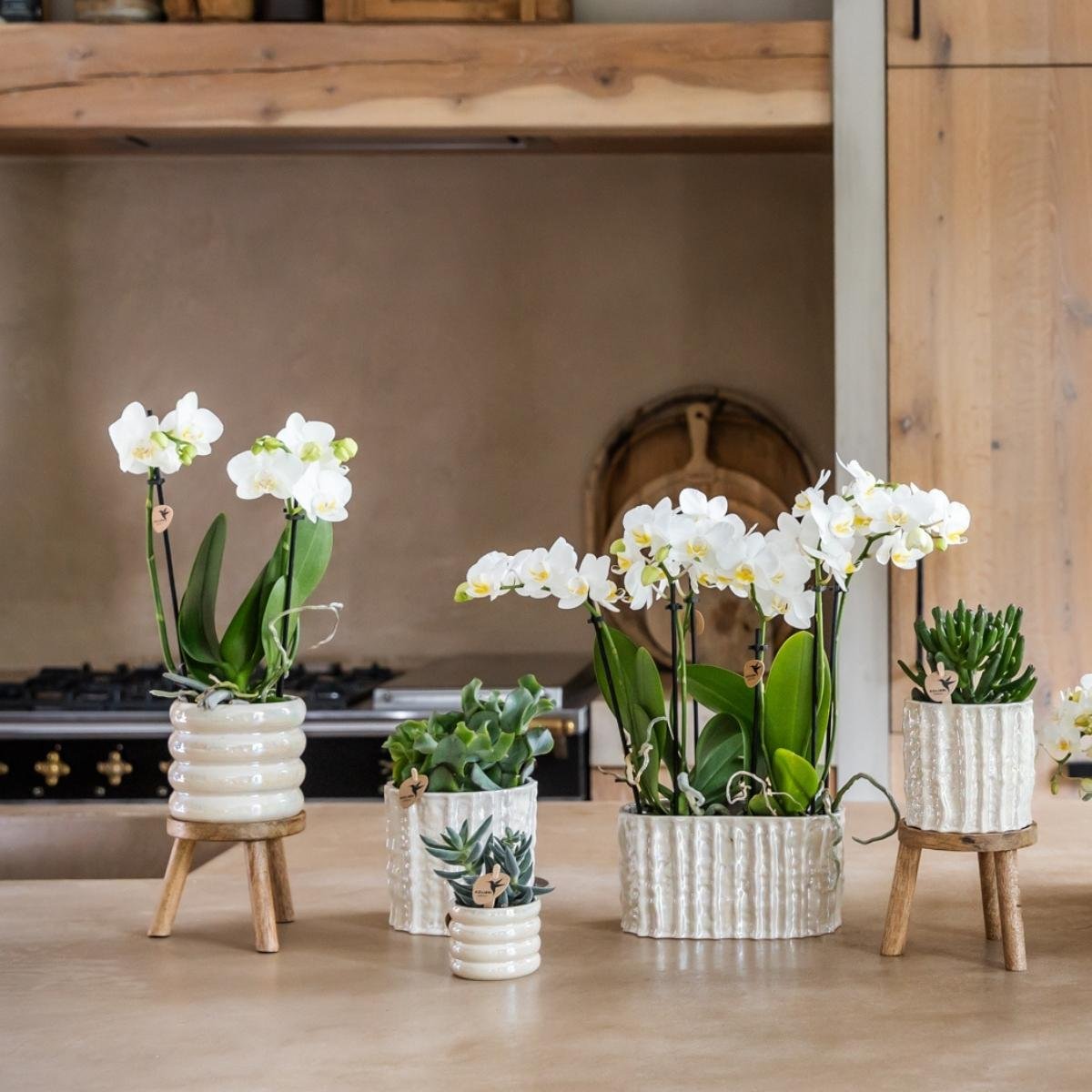 Kolibri Home | Oyster Twin sierpot - Ø18 cm