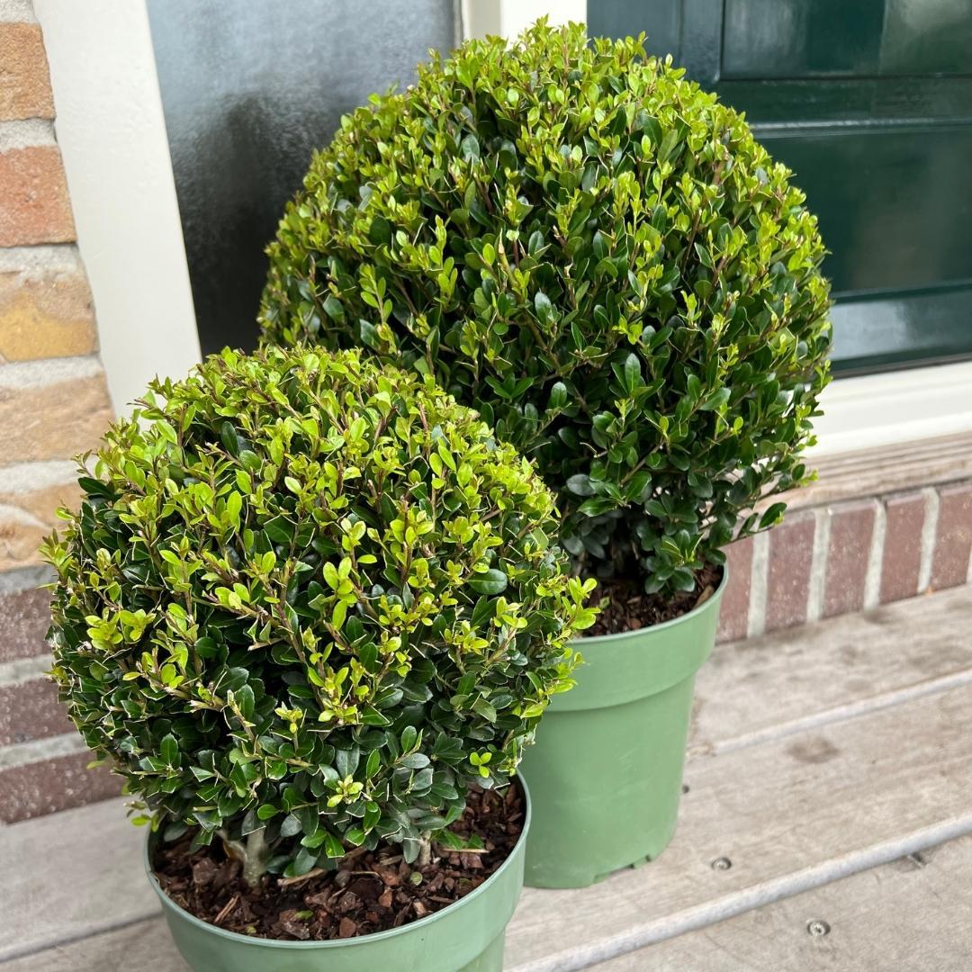 1x Ilex crenata 'Jenny' Kugel 20 cm Ø & 1x Kugel 25 cm Ø | 2er-Set
