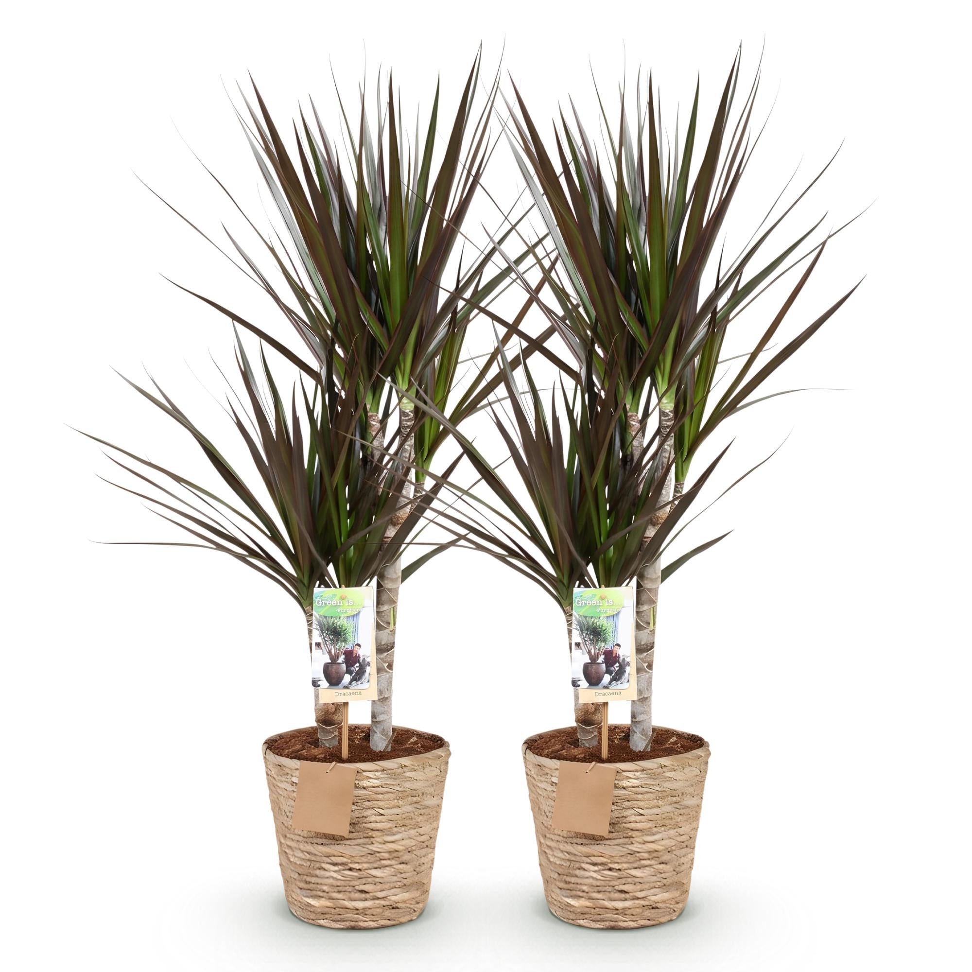 Dracaena Magenta - Drakenbloedboom - Weinig onderhoud - met mand - Groen - 2 Planten - Pot 17cm - Hoogte 70-80cm