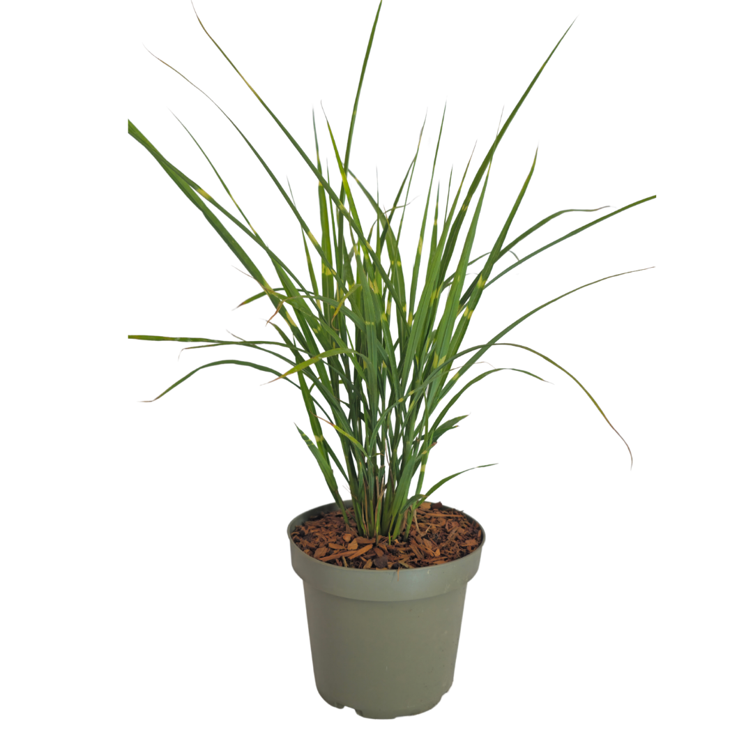 3x Miscanthus sinensis ‘Zebrinus’ – Opvallend zebragras met decoratief gestreept blad | Potmaat 12 cm