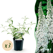Buddleja davidii White Profusion - Vlinderstruik - Winterhard - Wit - 3 Planten - Pot 17cm - Hoogte 45cm