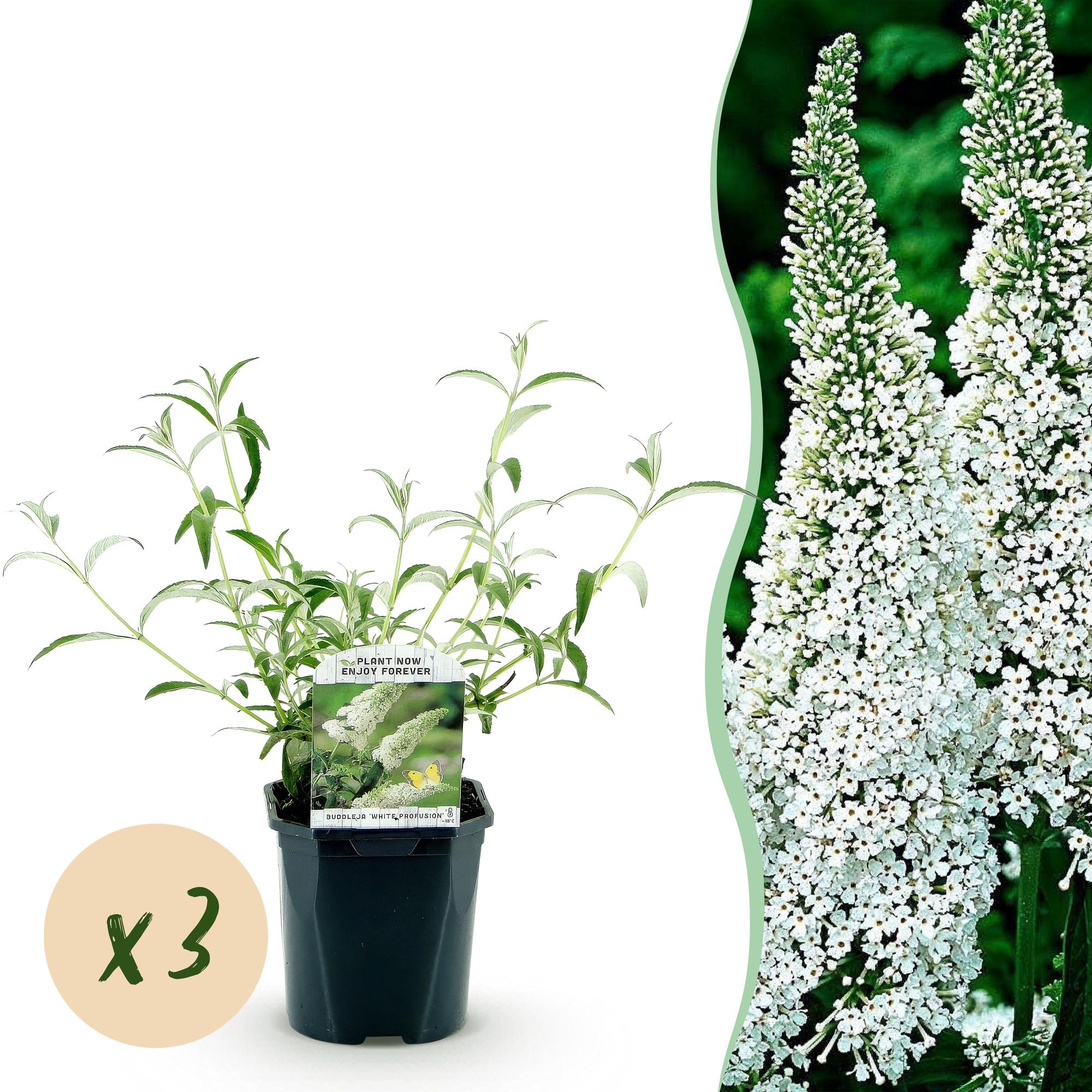 Buddleja davidii White Profusion - Vlinderstruik - Winterhard - Wit - 3 Planten - Pot 17cm - Hoogte 45cm
