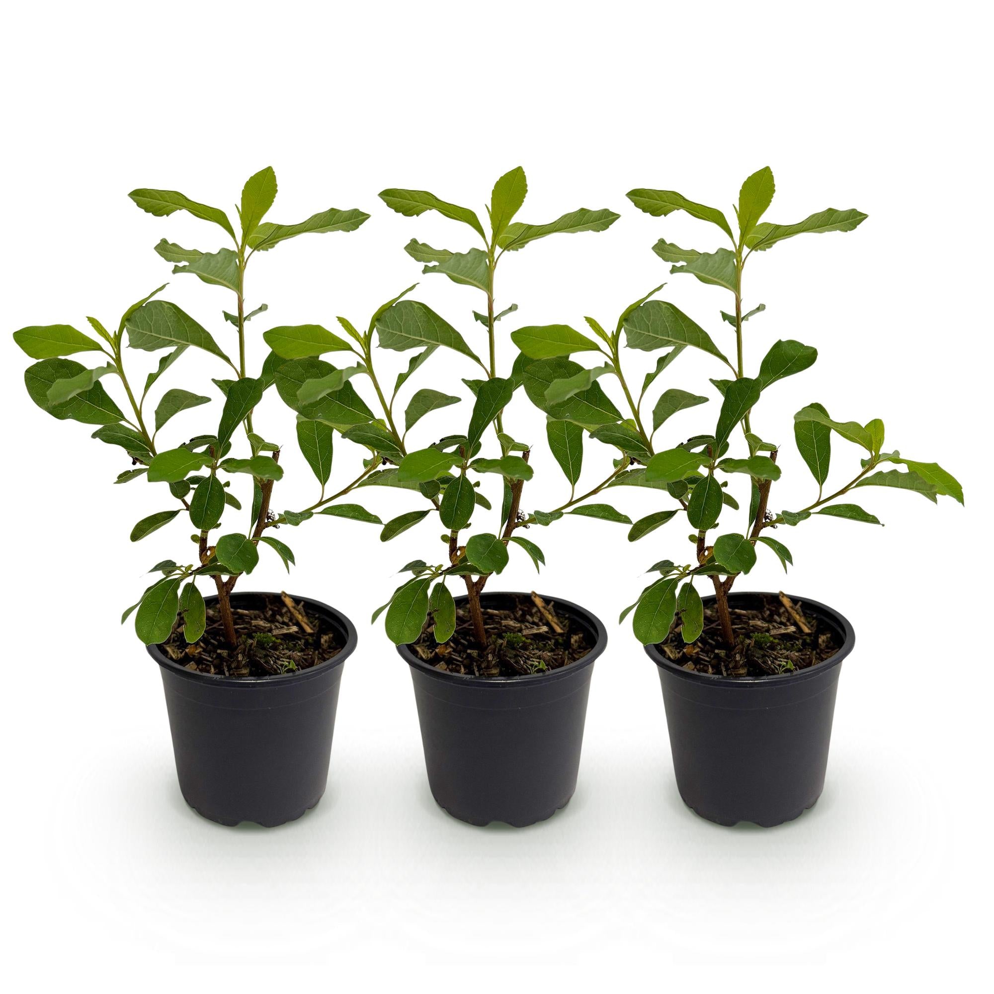 Cornus Florida - Bloem Wit-Roze - 3 Planten - Bladverliezend - Weinig Onderhoud - Pot 12cm Hoogte 35cm