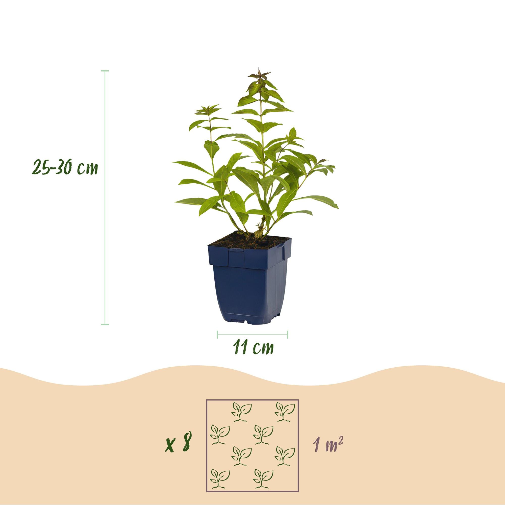 Borderpakket - Geurend - 8 Vaste planten - 1 m2 - Diversen kleuren - Weinig Onderhoud - Pot 11cm