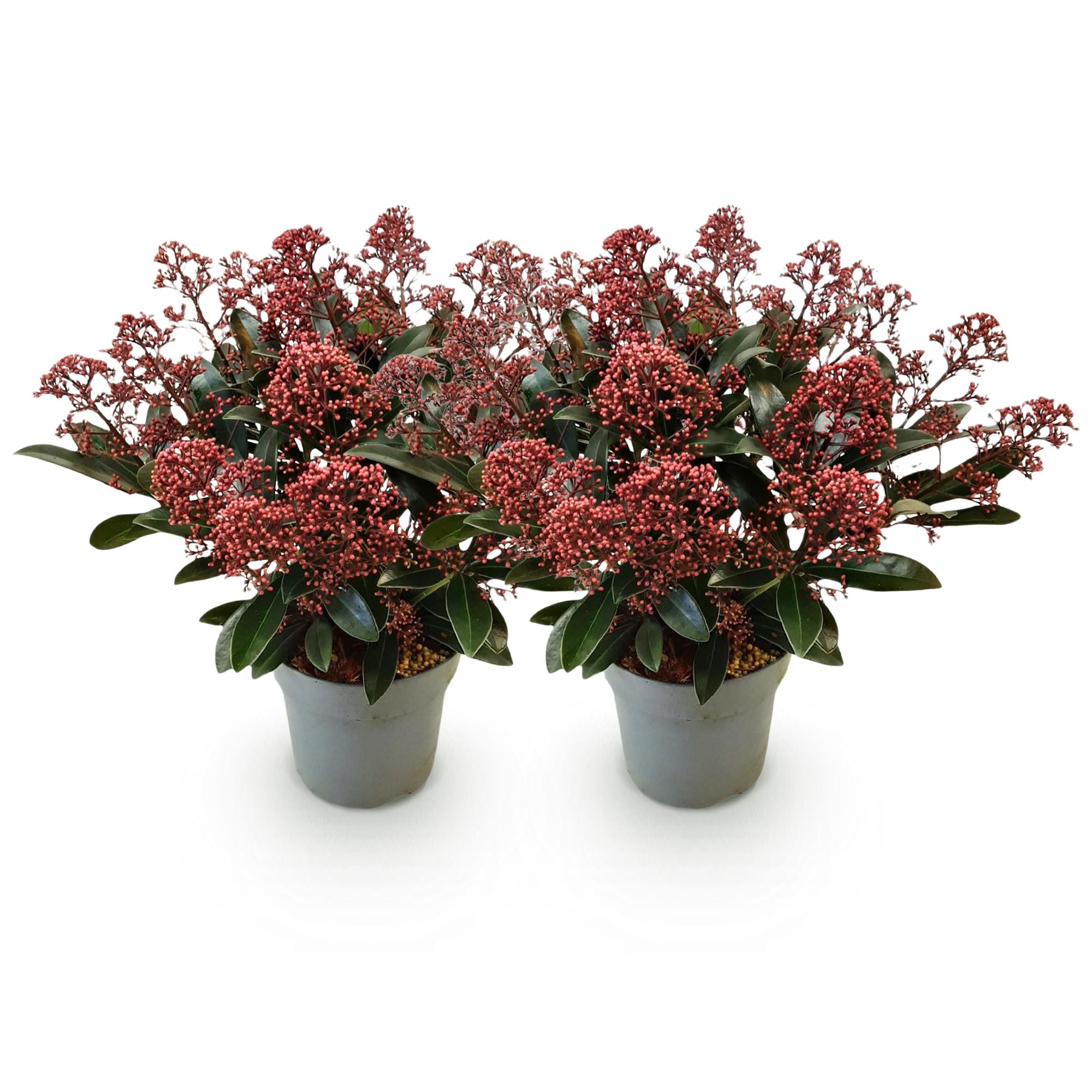 Skimmia japonica Rubella - Bloem Rood - 15+ Bloemen - 2 Planten - Winterhard - Pot 15cm Hoogte 30cm