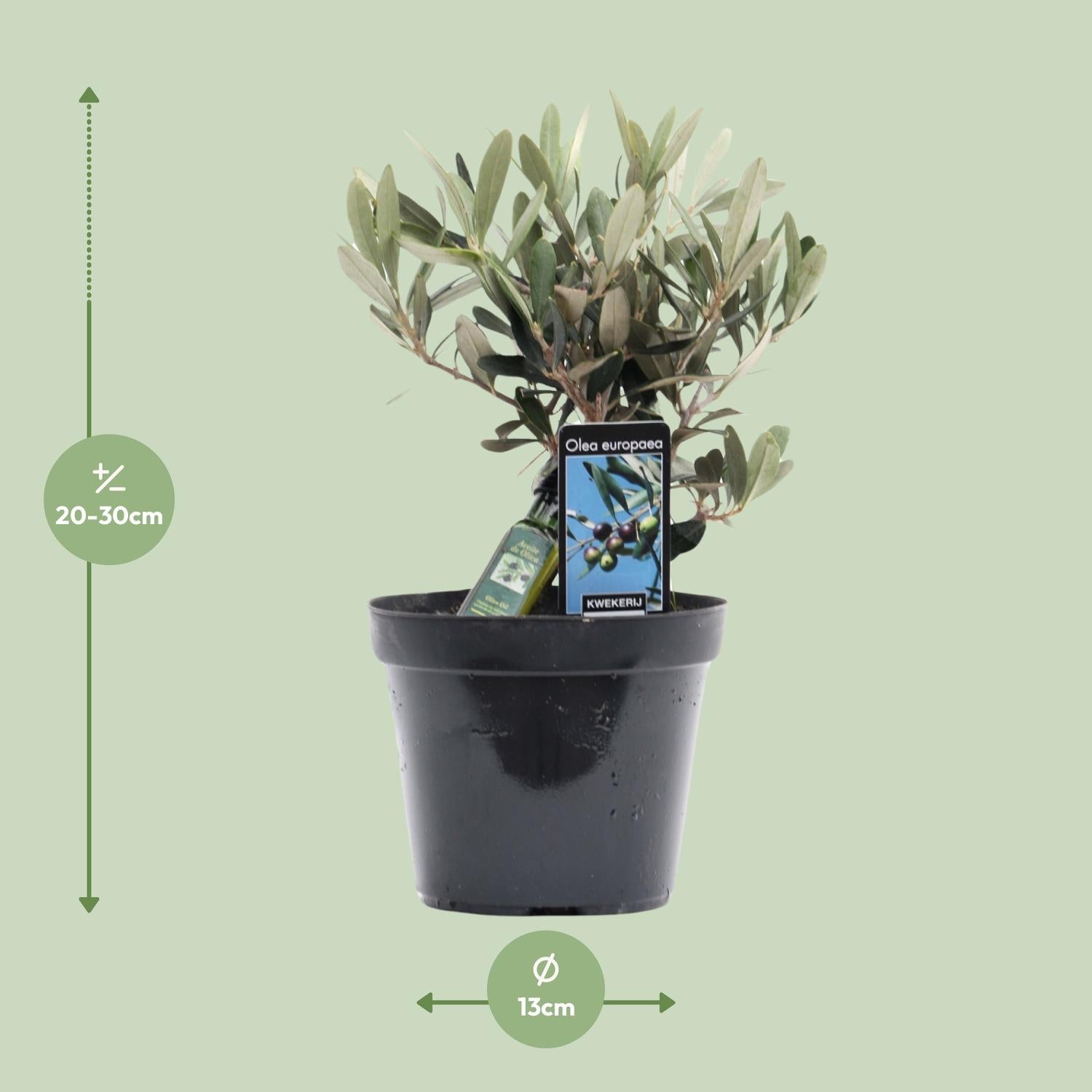 Olea Olive - Ø13cm - ↕25cm