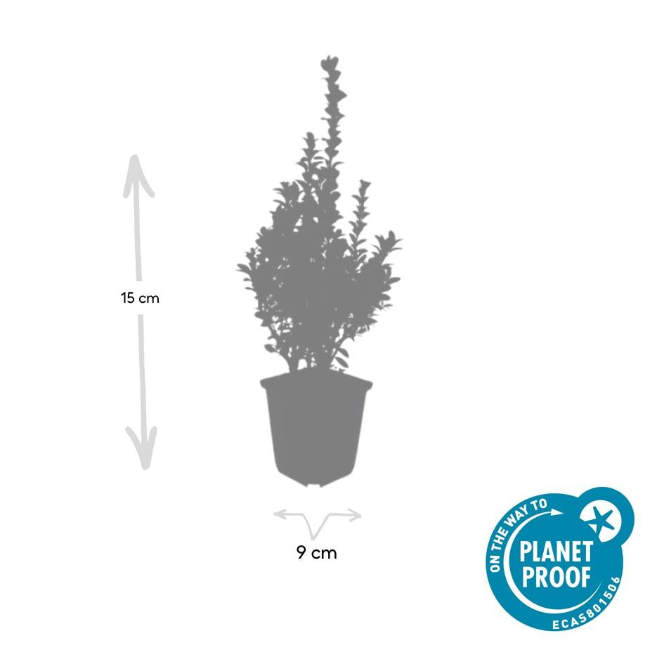 6x Buxus Sempervirens - ↕10-25cm - Ø9cm