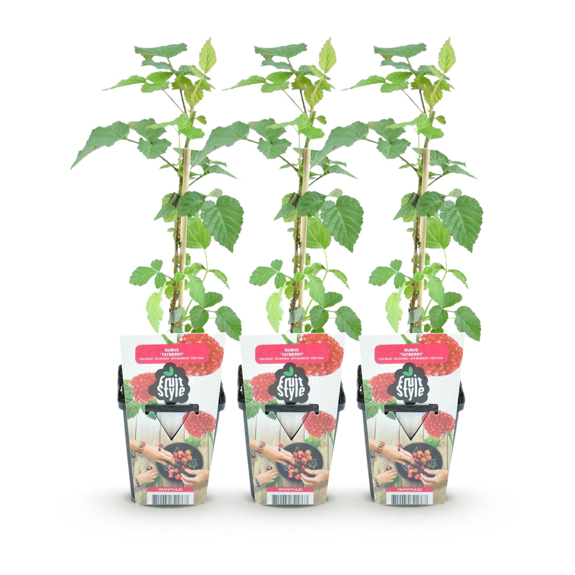 Taybes - Rubus Tayberry - Winterhard - 3 Planten - Pot 9 cm - Rode Bes