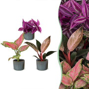 Baby Planten Paradise Mix - Diversen 3x - Tropisch - incl. Linnea Misty Blue - Ø6cm - ↕10-15cm