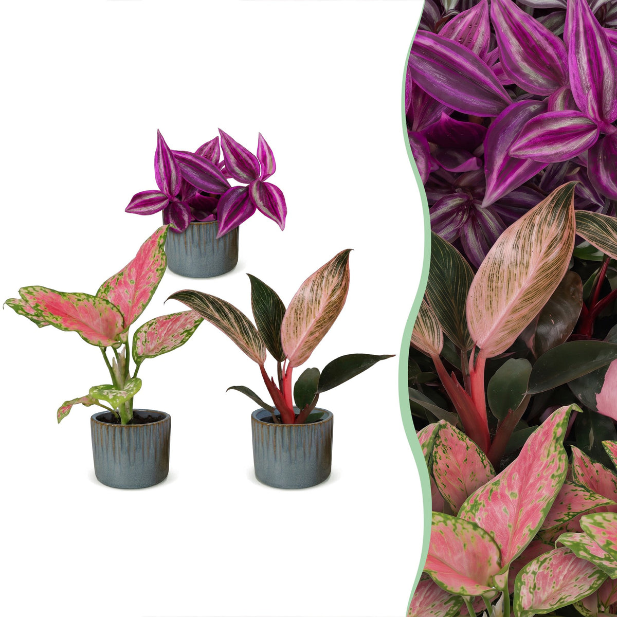 Baby Planten Paradise Mix - Diversen 3x - Tropisch - incl. Linnea Misty Blue - Ø6cm - ↕10-15cm