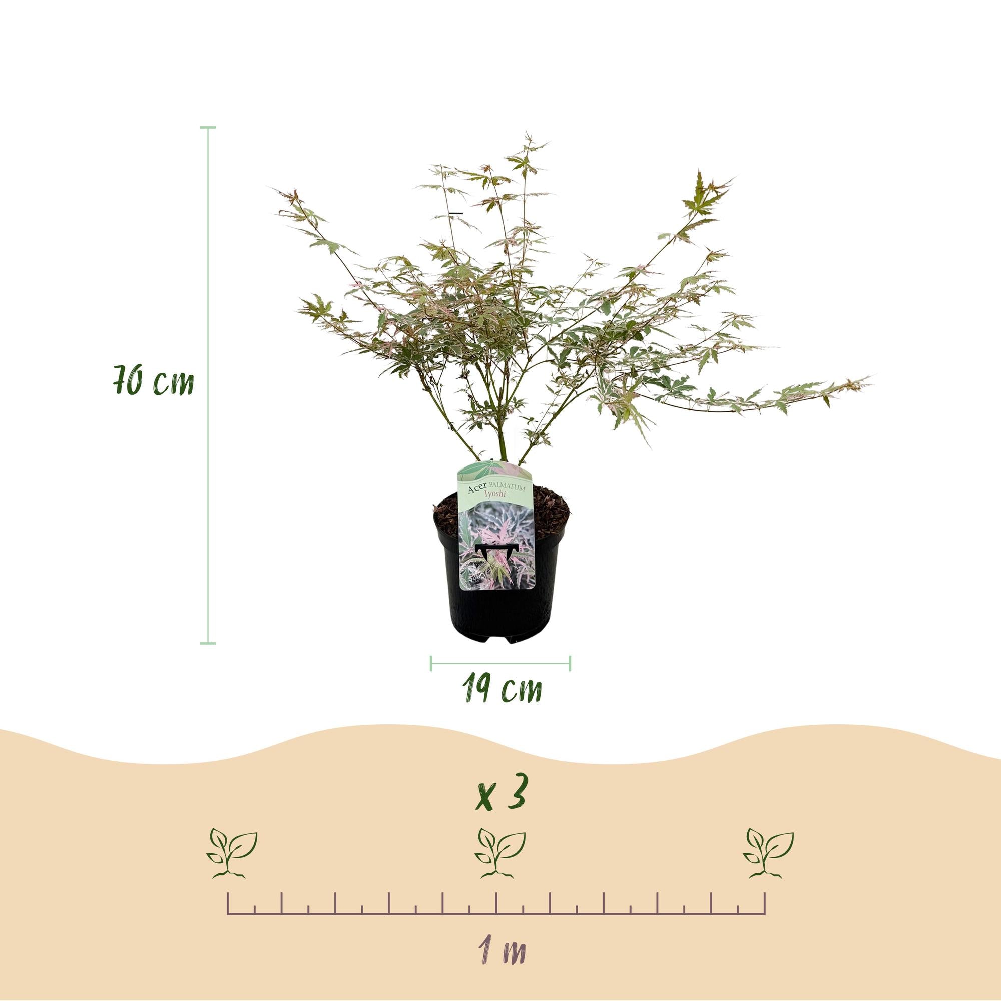 Green boutiQ - Pianta da patio - Acero giapponese - Acer palmatum Iyoshi - Rosa - 1 pianta - Decidua - Vaso 19 cm Altezza 70 cm