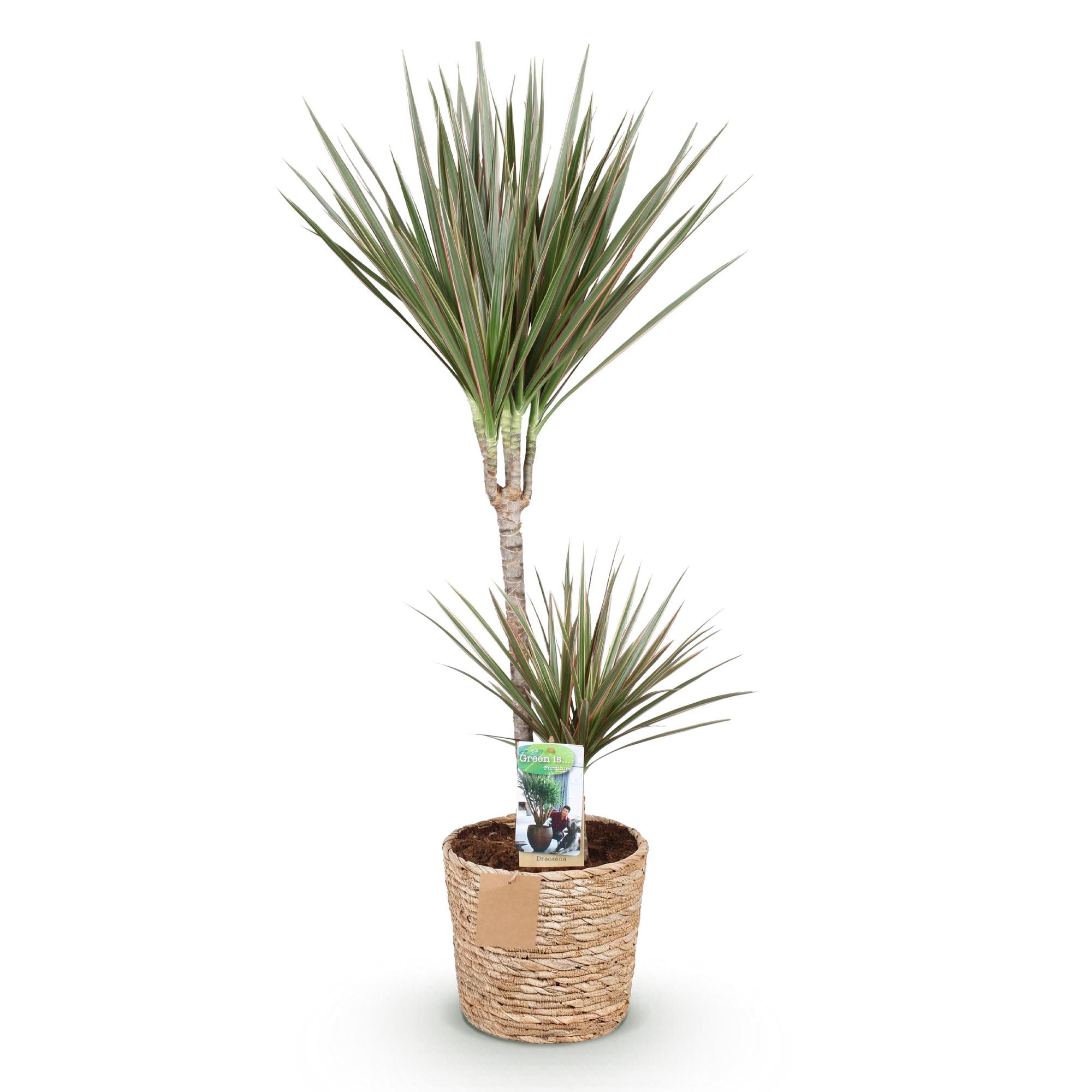 Dracaena Marginata Bicolor - Drakenbloedboom - Weinig onderhoud - met mand - Groen - 1 Plant - Pot 21cm - Hoogte 90-100cm