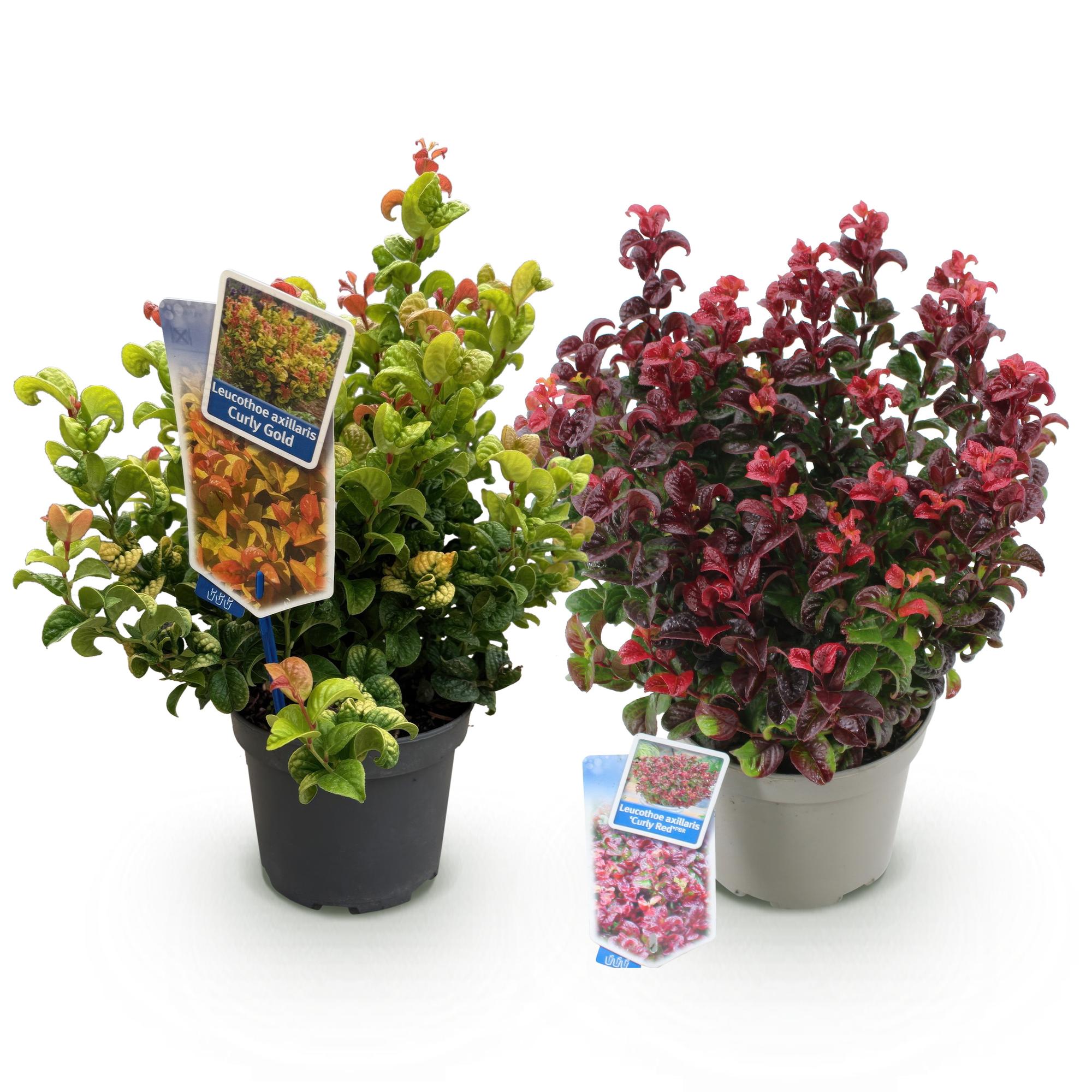 Leucothoe Curly Duo - Geel & Rood - 2 Planten - Groenblijvend - Weinig Onderhoud - Pot 17cm Hoogte 40cm