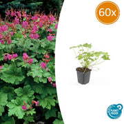 60x Géranium macr. 'Czakor' - ↕10-25cm - Ø9cm
