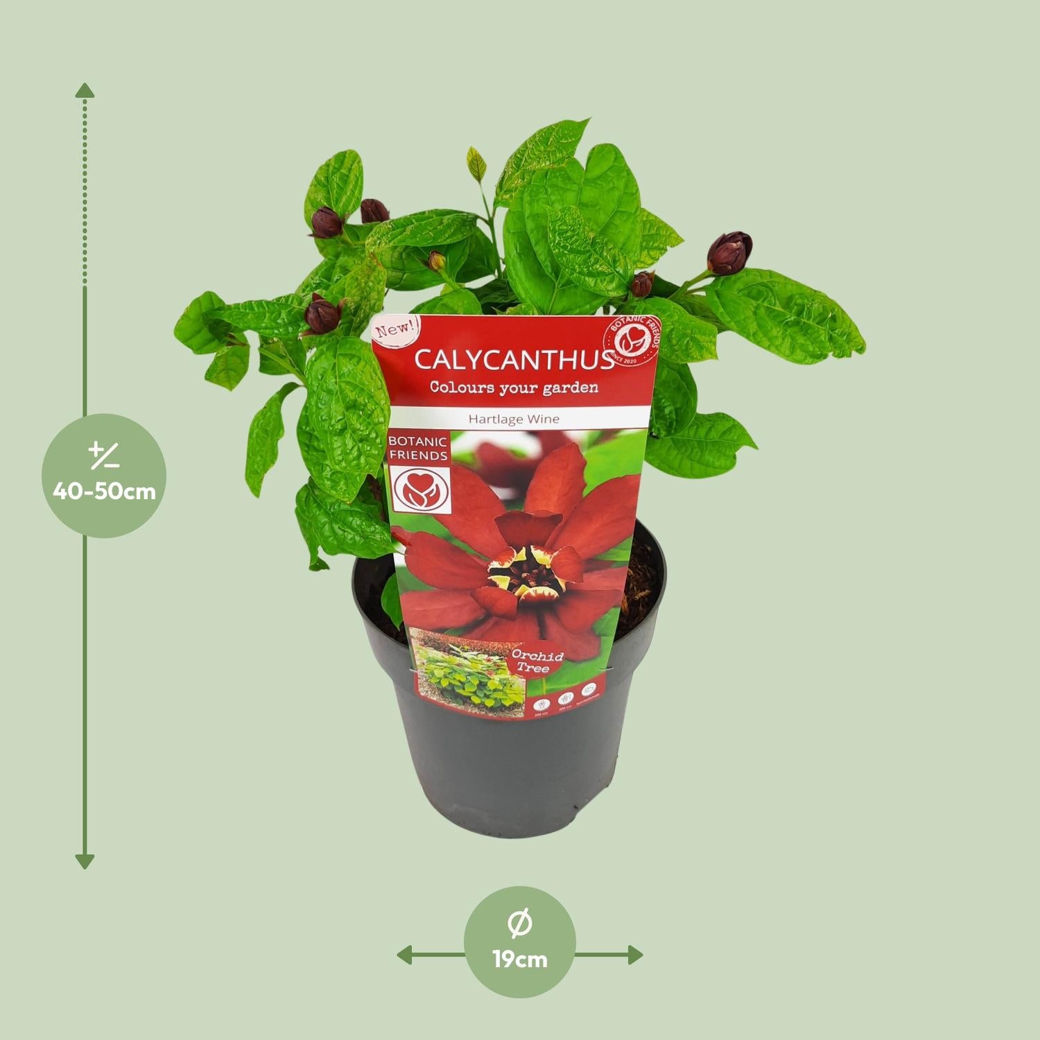 Sinocalycanthus 'Hartlage Wine'Â® - Ø19 - ↨30cm