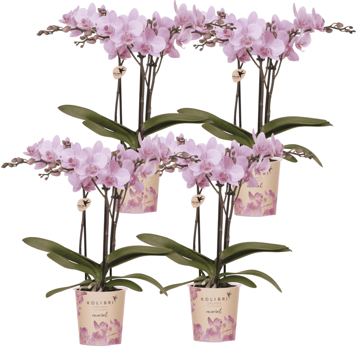 Kolibri Orchids | Combi Deal - 4 Roze Phalaenopsis Orchideeën Mineral Chamberry - Ø9 cm