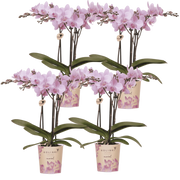 Kolibri Orchids | Combi Deal - 4 Roze Phalaenopsis Orchideeën Mineral Chamberry - Ø9 cm