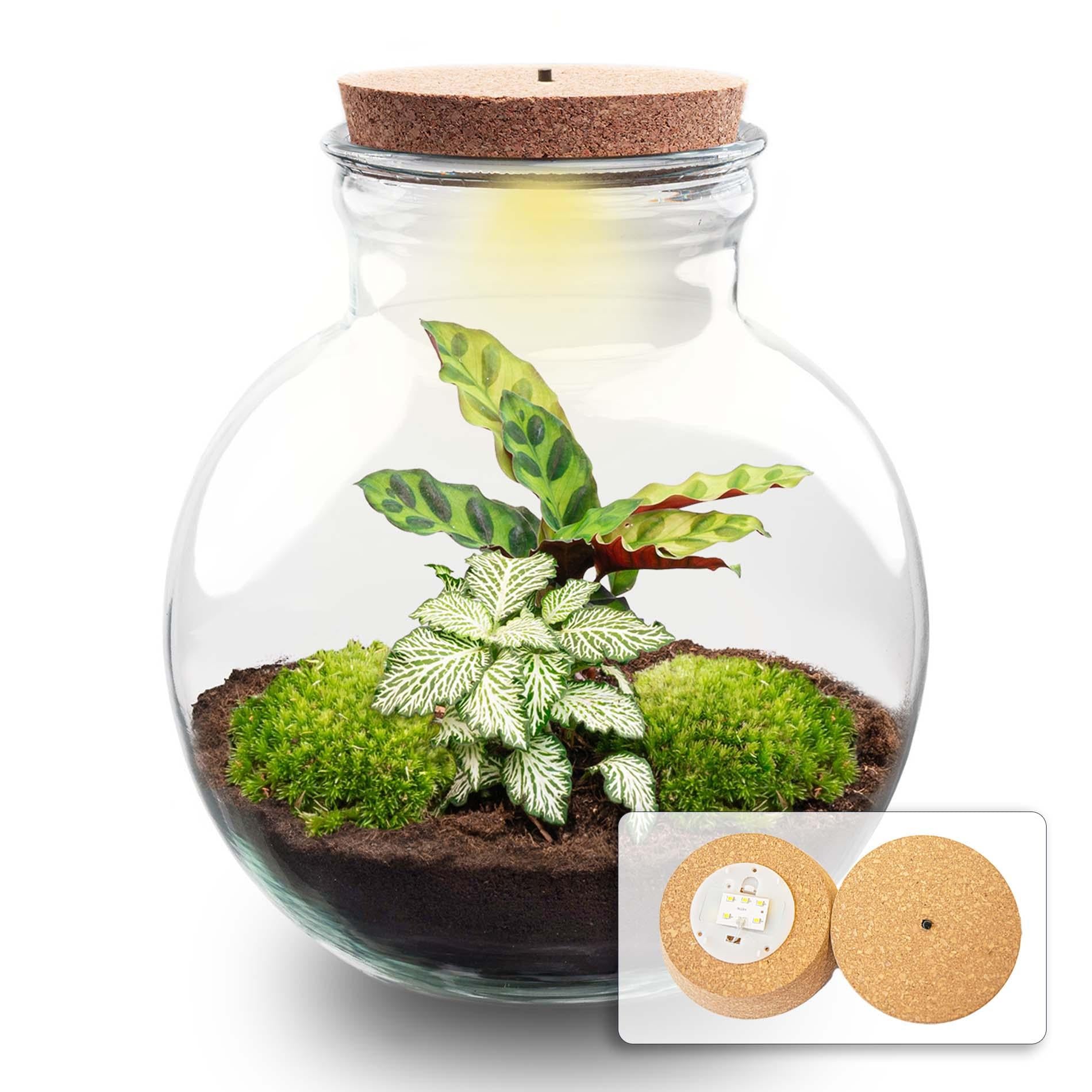 DIY-Pflanzenterrarium (mit Beleuchtung) – Teddy – Ø 25 cm ↑ 26,5 cm – mit LED-Korken