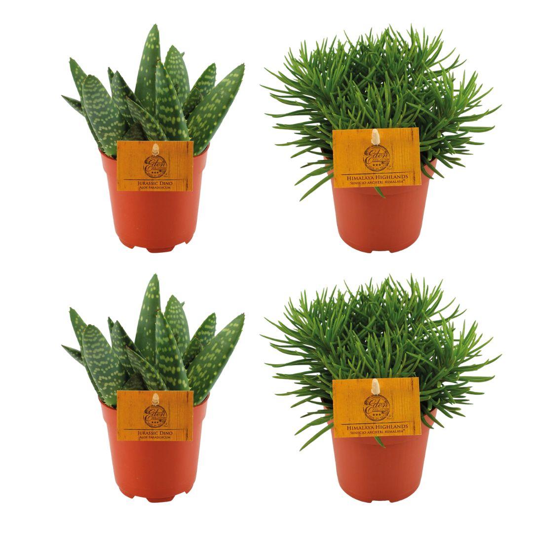 2x Aloe Paradisicum + 2x Senecio Himalaya - 4 pezzi - Ø10,5cm - ↕10cm