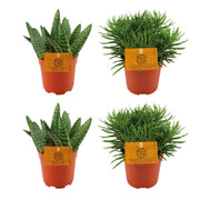 2x Aloe Paradisicum + 2x Senecio Himalaya - 4 pezzi - Ø10,5cm - ↕10cm